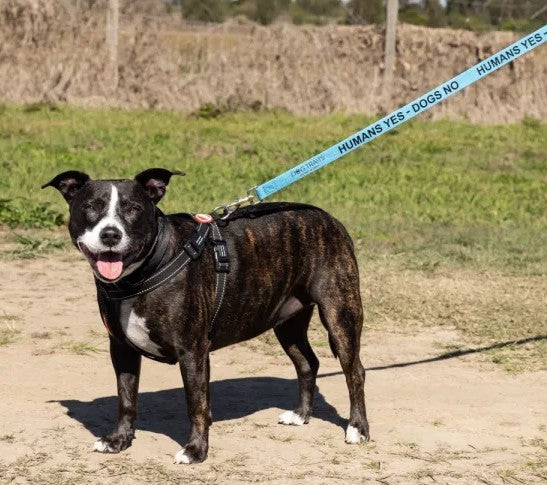Dog Traits 'Humans Yes Dogs No' Blue Lead