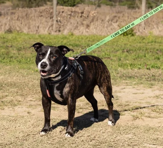 Dog Traits 'I Like to Say Hi' Green Lead