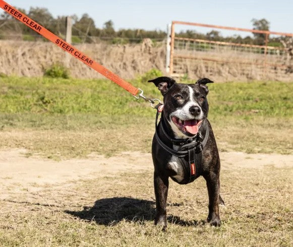 Dog Traits 'Steer Clear' Red Lead