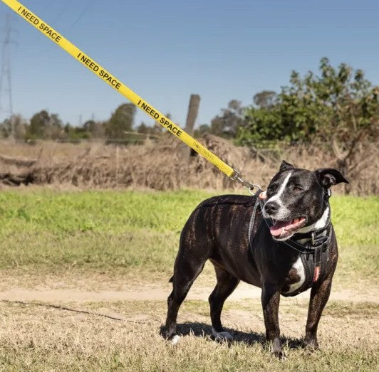Dog Traits 'I Need Space' Yellow Lead