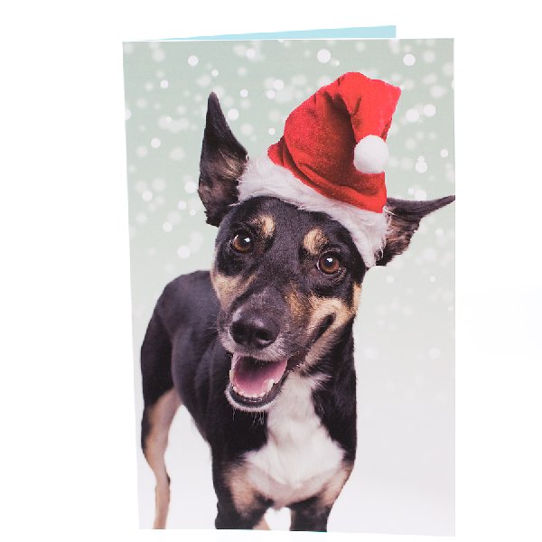 RSPCA Christmas Cards Mixed Dog 10 Cards And Envelopes
