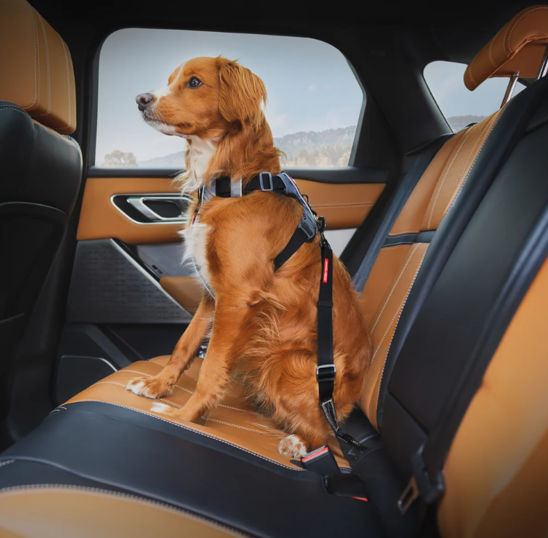 EzyDog ISOFIX Standard Car Restraint Black