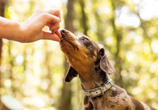 All Barks Aussie Mini Bites Lamb & Superfood Dog Treats 110g (Approx 130)
