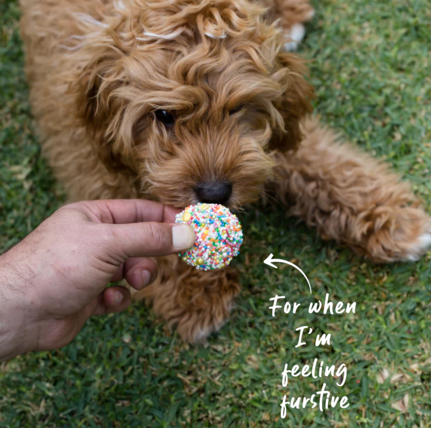 Kazoo Barneys Barkery Dog Cupcake Duo - Blue/Multi 35gm