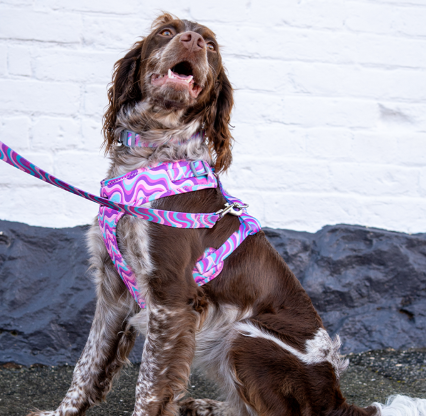 Dan & Sam Dog Lead Disco Party Large