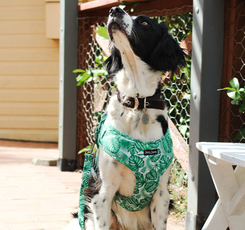 Dan & Sam Dog Harness Lahana