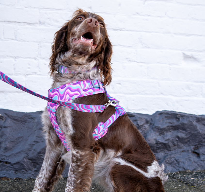 Dan & Sam Dog Harness Disco Party