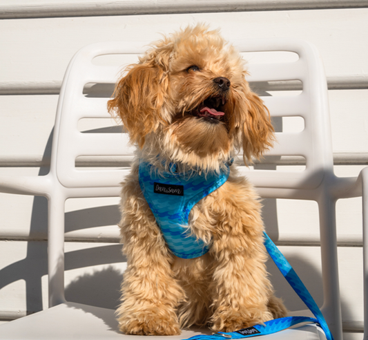 Dan & Sam Dog Harness Coastal