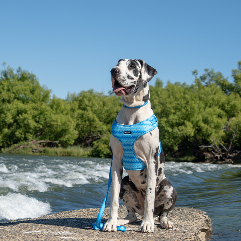 Dan & Sam Dog Harness Coastal
