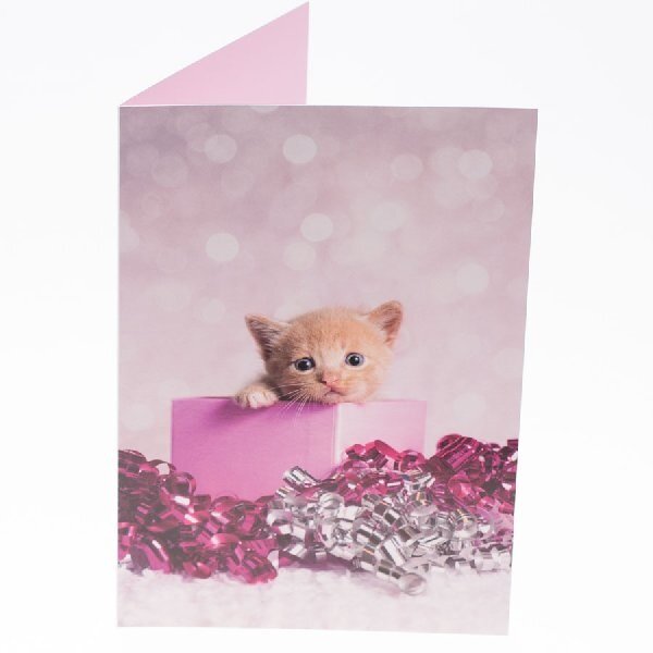 RSPCA Christmas Cards Cat Collection 10 Cards & Envelopes