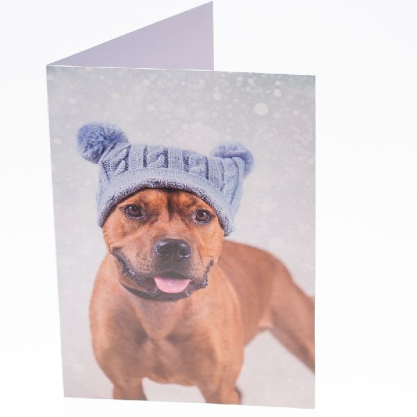 RSPCA Christmas Cards Dog Collection 10 Cards & Envelopes