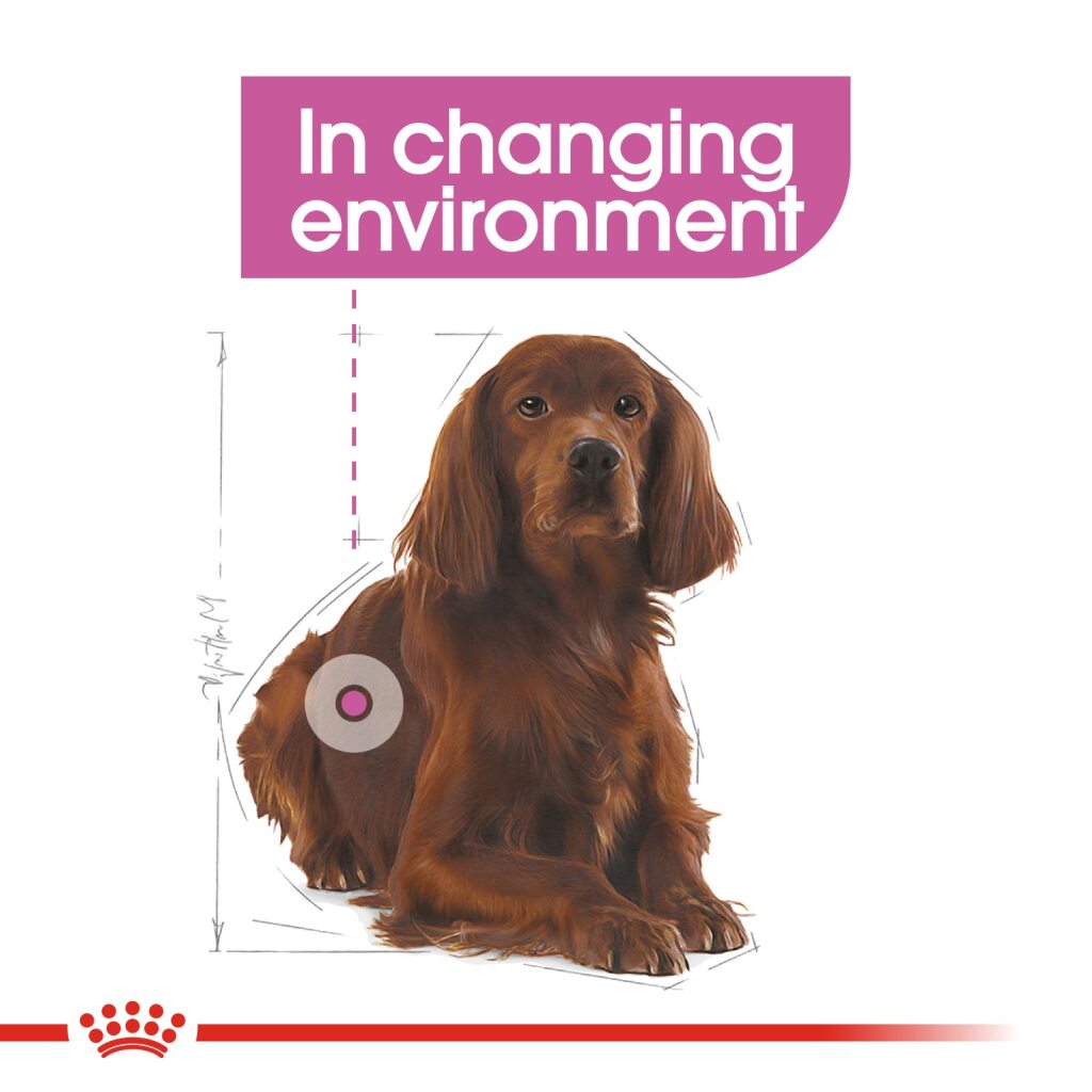 Royal Canin Dog Medium Relax Care 10kg