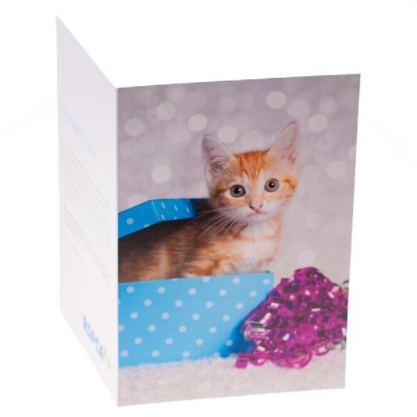 RSPCA Christmas Cards Cat Collection 10 Cards & Envelopes