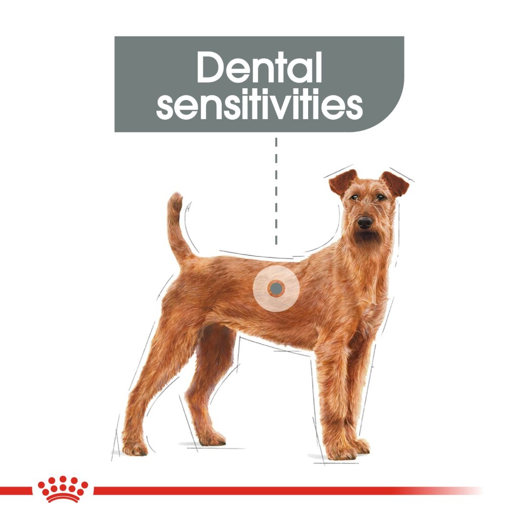 Royal Canin Dog Medium Dental Care
