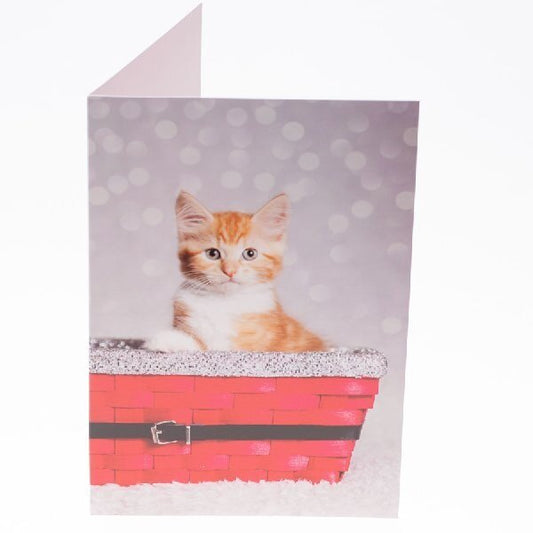 RSPCA Christmas Cards Cat Collection 10 Cards & Envelopes