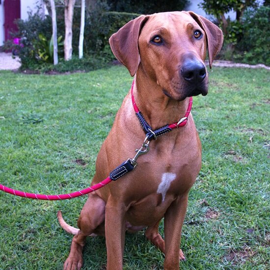 Rope Dog Lead Pink Thin 1.8m Thin