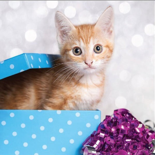 Christmas Cards Cat -Phabian 10 Cards & Envelopes