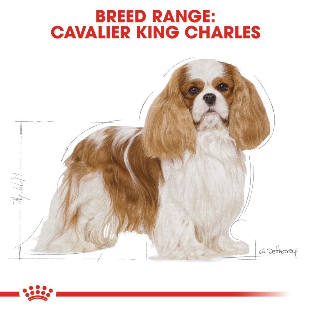 Royal Canin  Cavalier Cavalier King Charles 3 kg