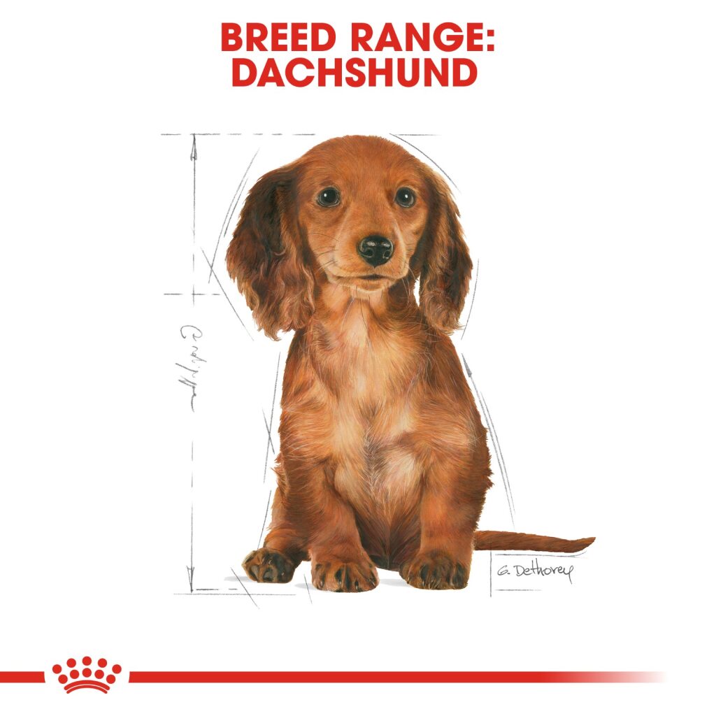 Royal Canin Dog Dachshund Junior 1.5kg