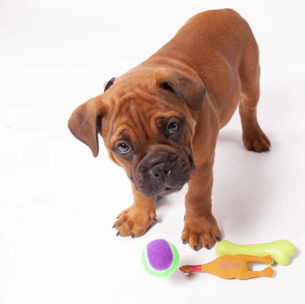 Latex Dog Toy Chicken Design 40cm