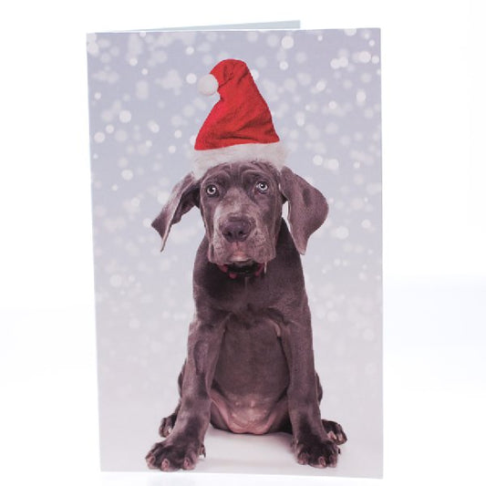 RSPCA Christmas Cards Dog Ava 10 Cards And Envelopes