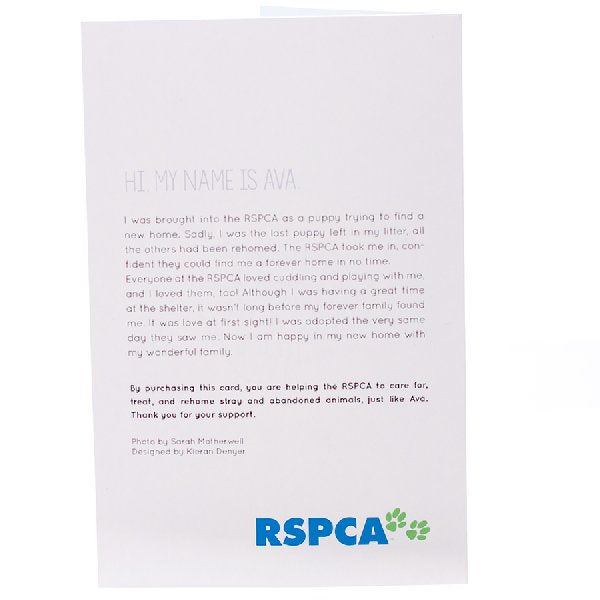 RSPCA Christmas Cards Dog Ava 10 Cards And Envelopes