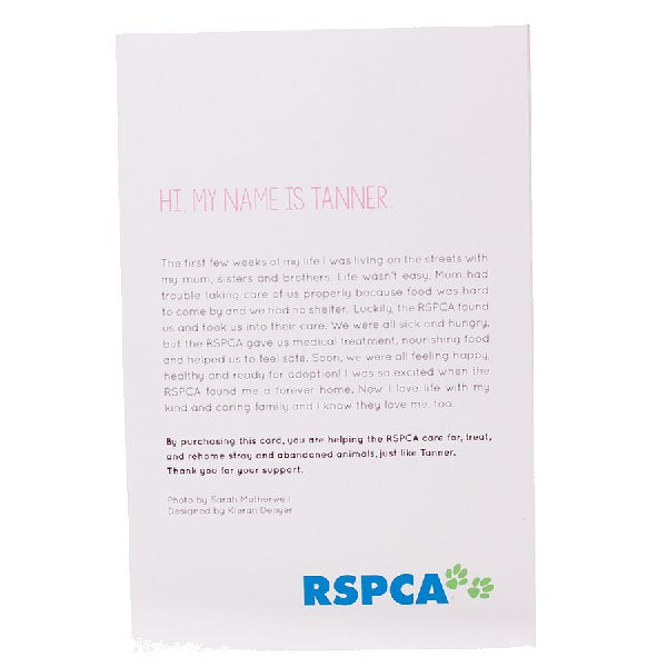 RSPCA Christmas Cards Cat Tanner 10 Cards And Envelopes