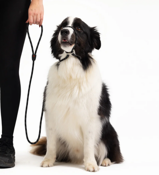 EzyDog Leash Luca Black 9mm 67"