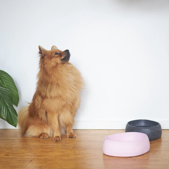 Kazoo The Better Bowl Musk