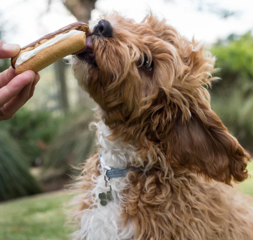 Kazoo Barneys Barkery Dog Carob Eclair 73gm