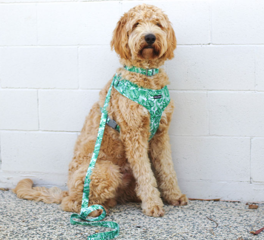 Dan & Sam Dog Lead Lahana Large