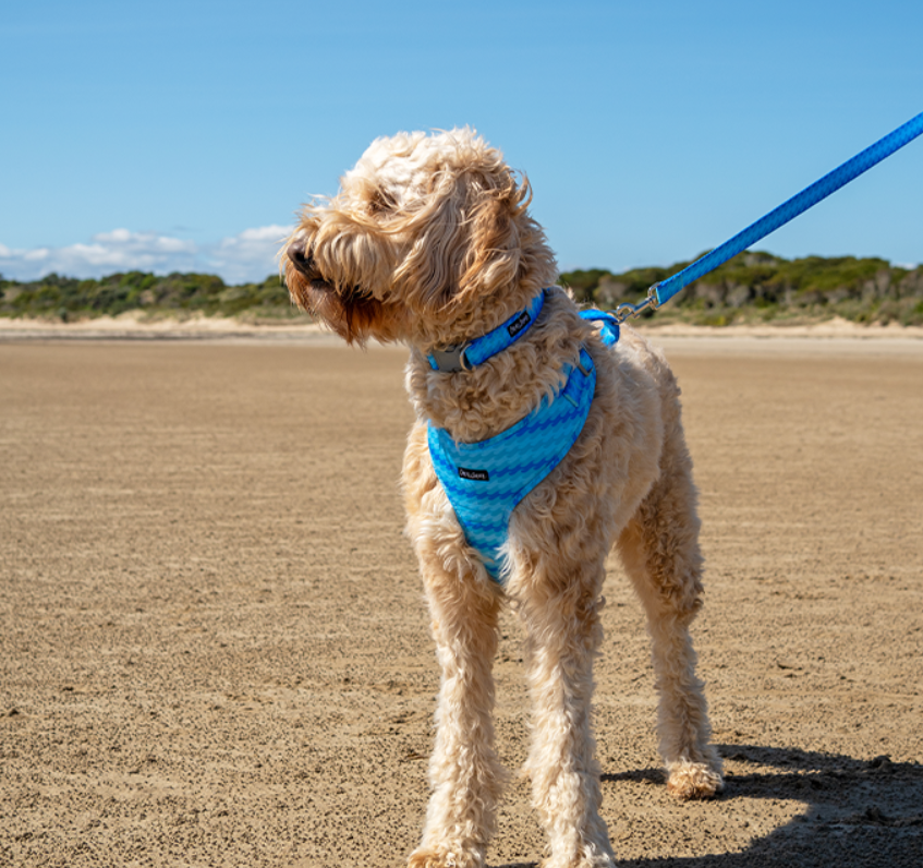 Dan & Sam Dog Lead Coastal Land Large