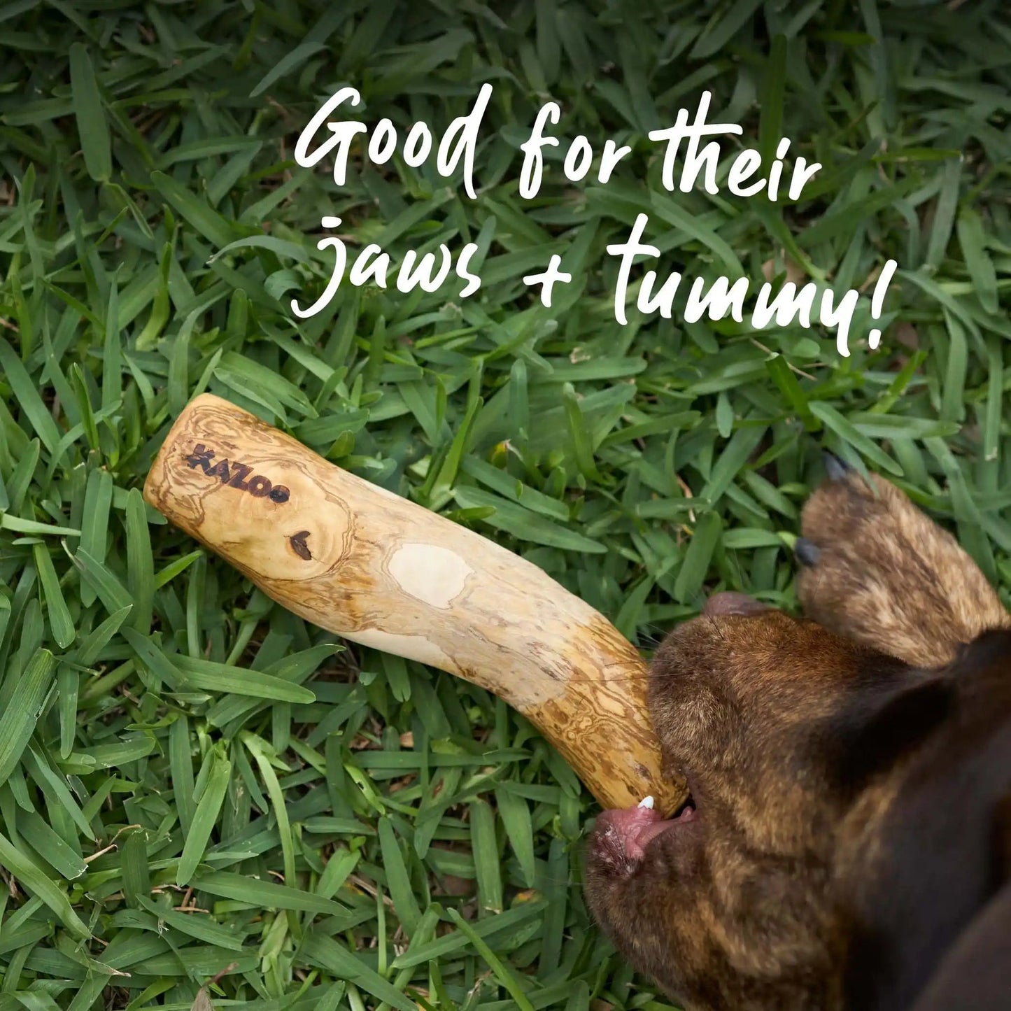 Kazoo Dental Chew Coffee Wood