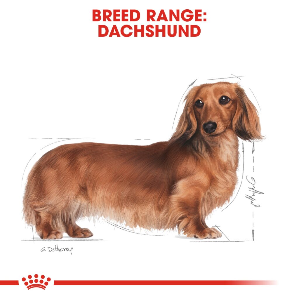 Royal Canin Dachshund Adult 1.5Kg