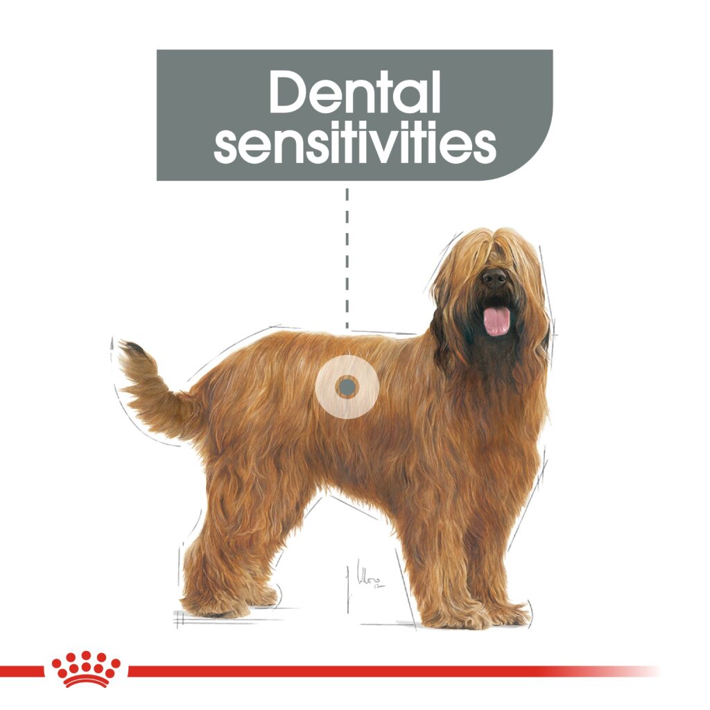 Royal Canin Dog Maxi Dental Care 9kg