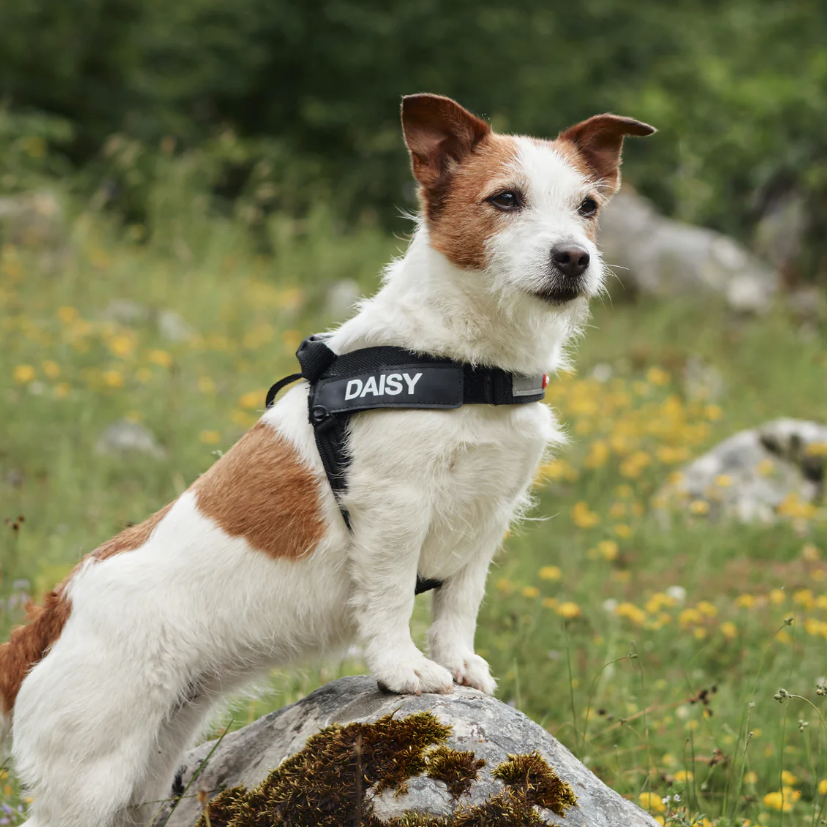 Ezy Dog Express Harness Blue  MEDIUM