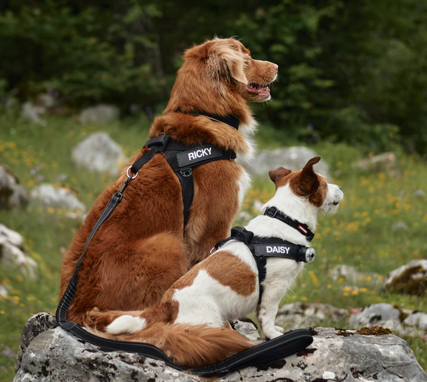 EzyDog Express Harness Black