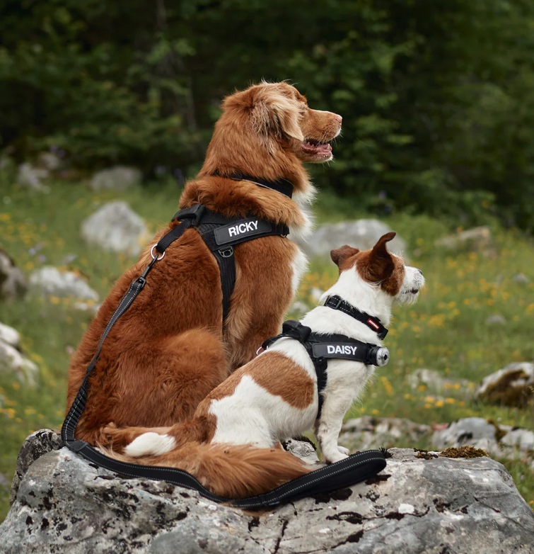 EzyDog Express Harness Red  SMALL
