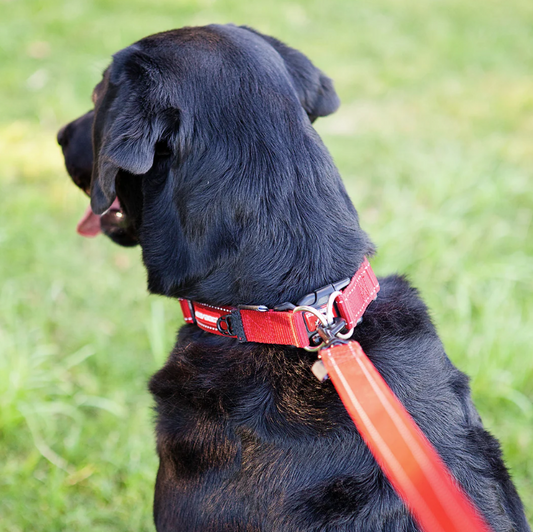 Ezydog Collar Double Up Black
