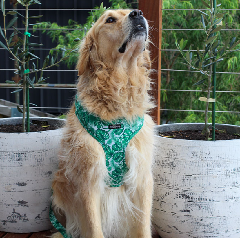 Dan & Sam Dog Harness Lahana