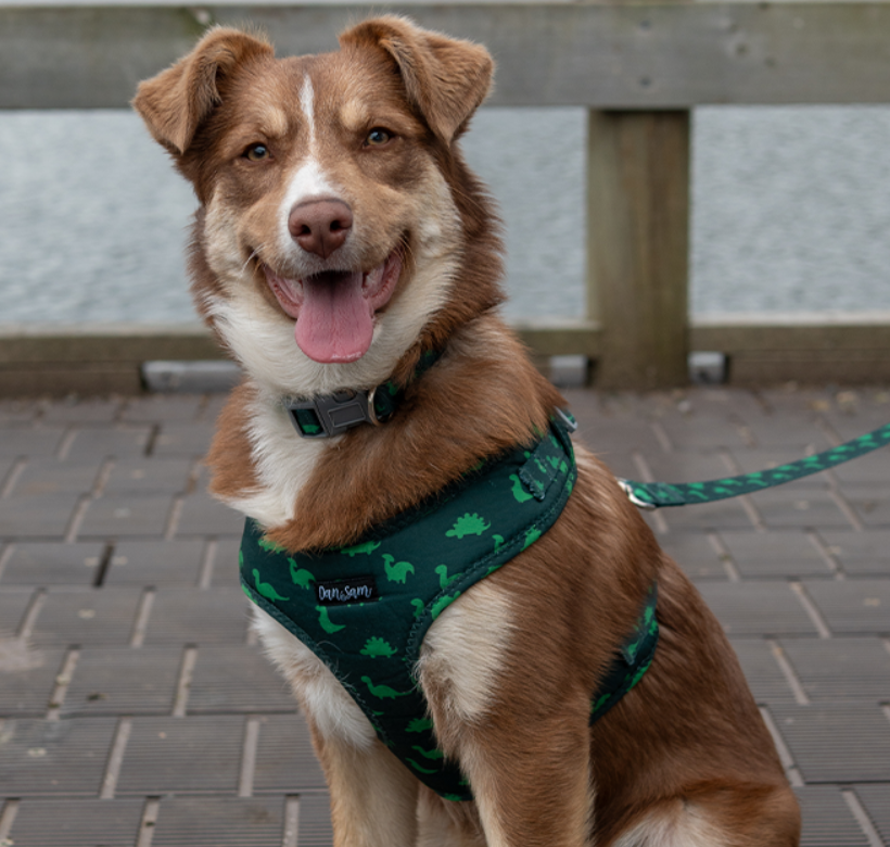 Dan & Sam Dog Harness Dinosaur Land