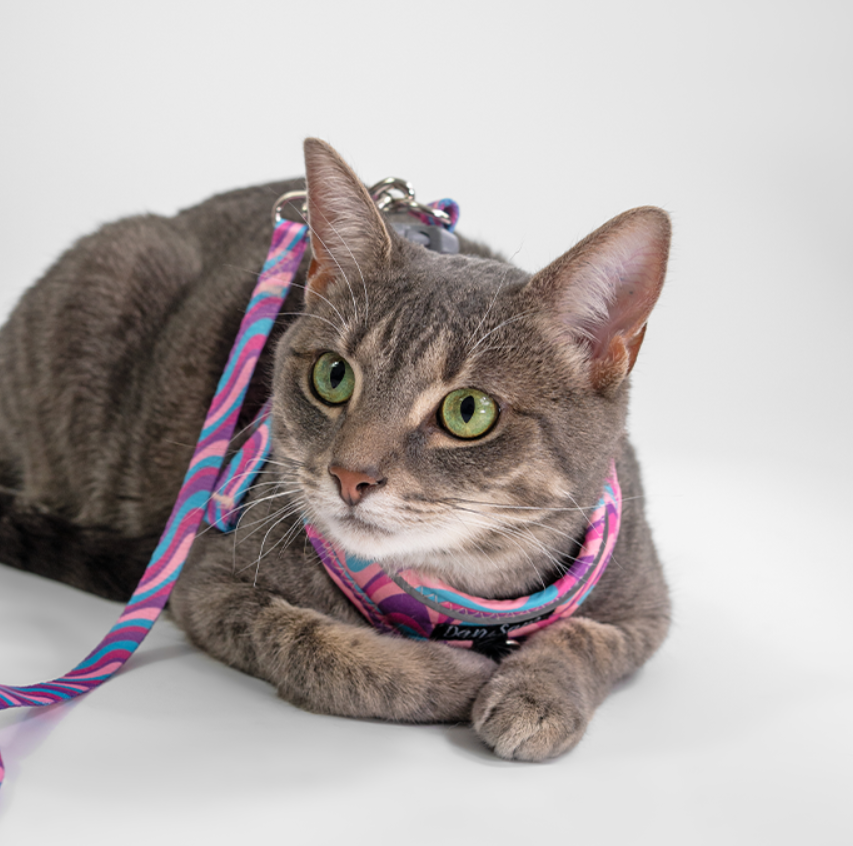 Dan & Sam Step-In Cat Harness & Lead - Disco Party