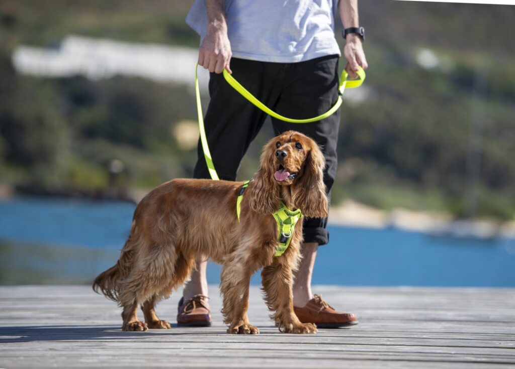 Rogz Control Harness Red