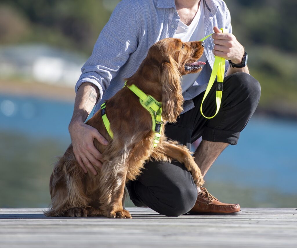 Rogz Control Harness Black