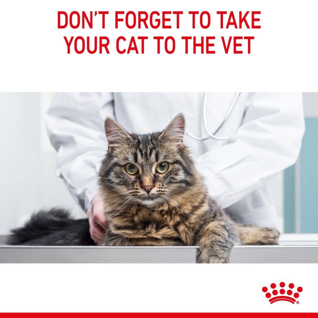 Royal Canin Feline Digestive Care