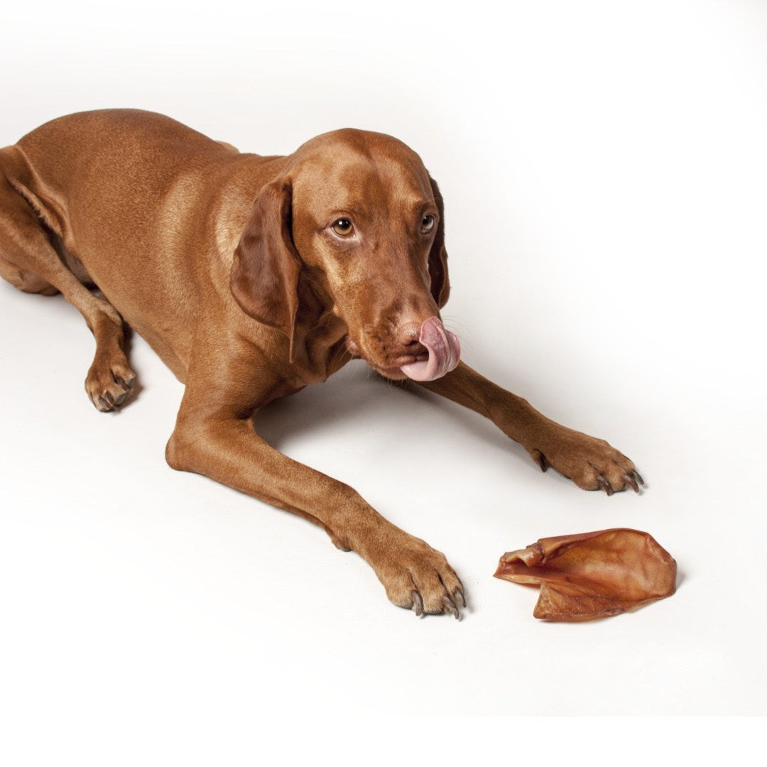 APT Pig Ears
