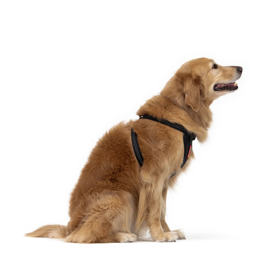 EzyDog Chest Plate Harness Purple Large