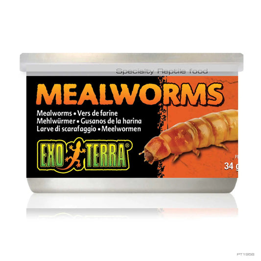 Exo-Terra Mealworms