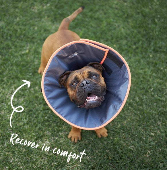 Recovery Collar