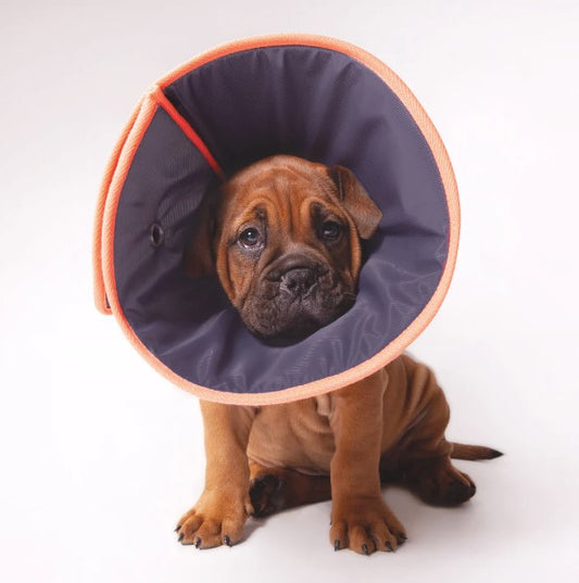 Recovery Collar